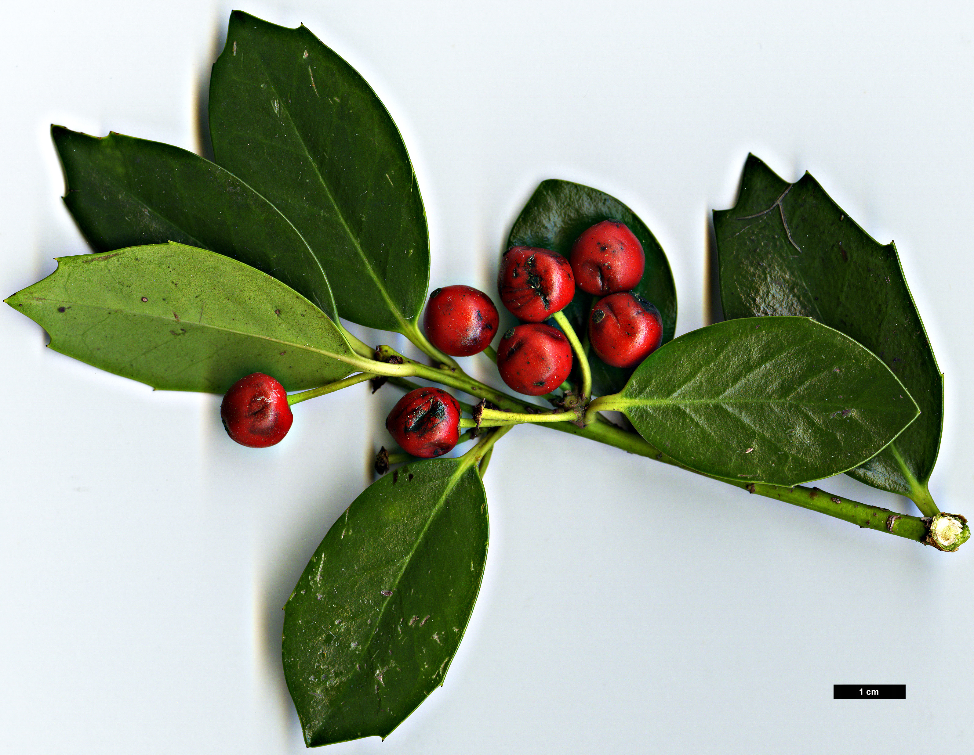 High resolution image: Family: Aquifoliaceae - Genus: Ilex - Taxon: ×wandoensis (I.cornuta × I.integra)